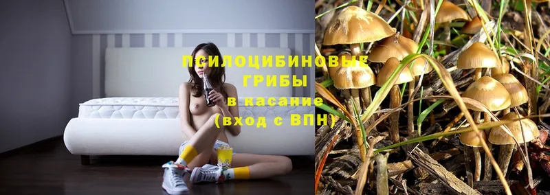 omg как зайти  Боготол  Псилоцибиновые грибы Psilocybe 